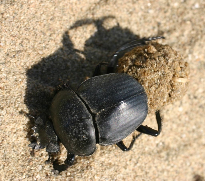 skarabejs-1024x908.jpg