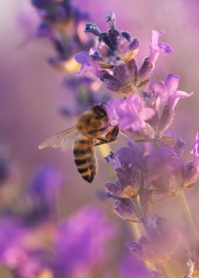 worker bee