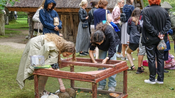 Mini Zoo Buki truši ar Piejūras brīvdabas muzeja apmeklētājiem 
