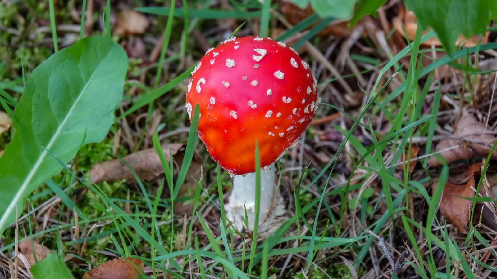 Suņu diena muzejā 